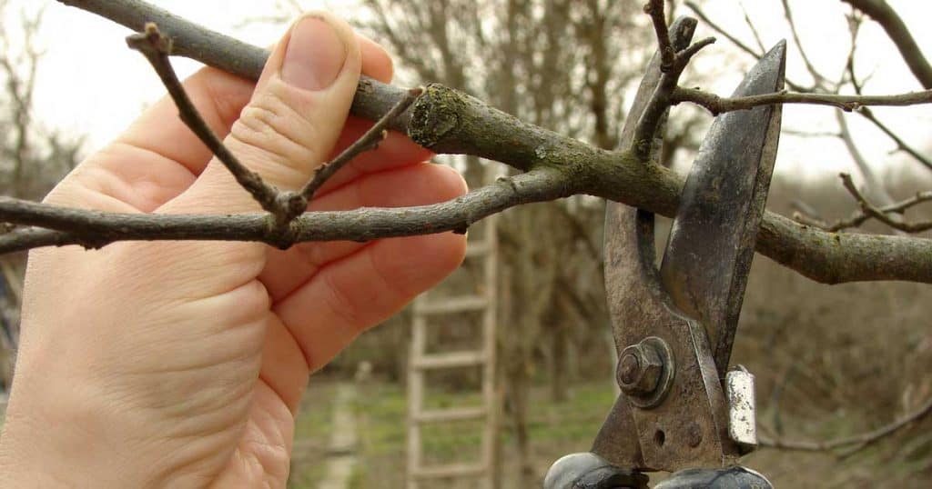 pruning and other top gardening myths