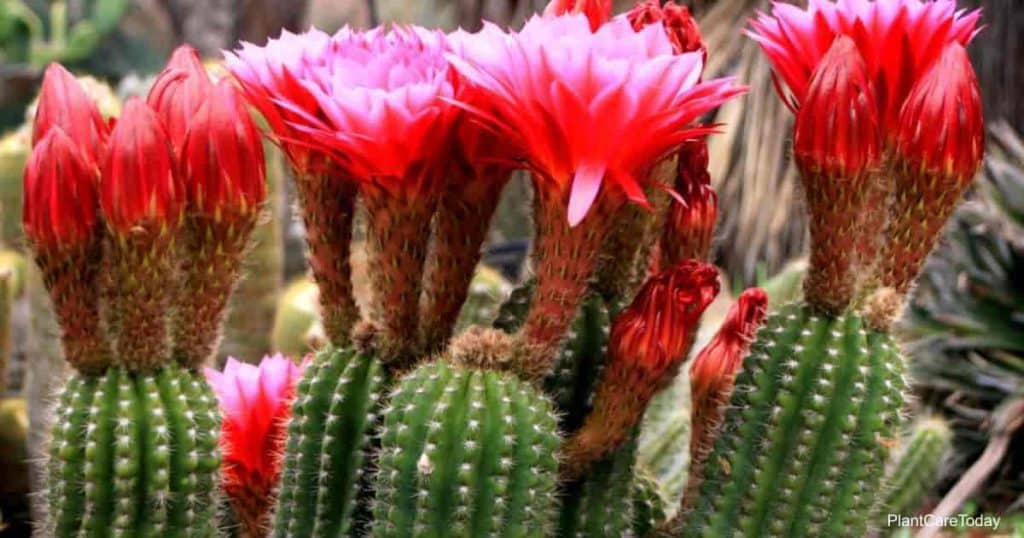 blooms of the Torch Cactus – Trichocereus Grandiflora