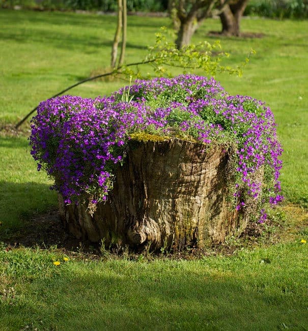 12 Old Tree Stumps Transformed Into Beautiful Flower Planters