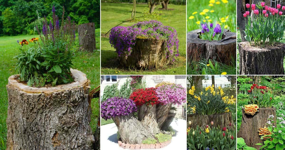 plantadores de tocones de árboles 