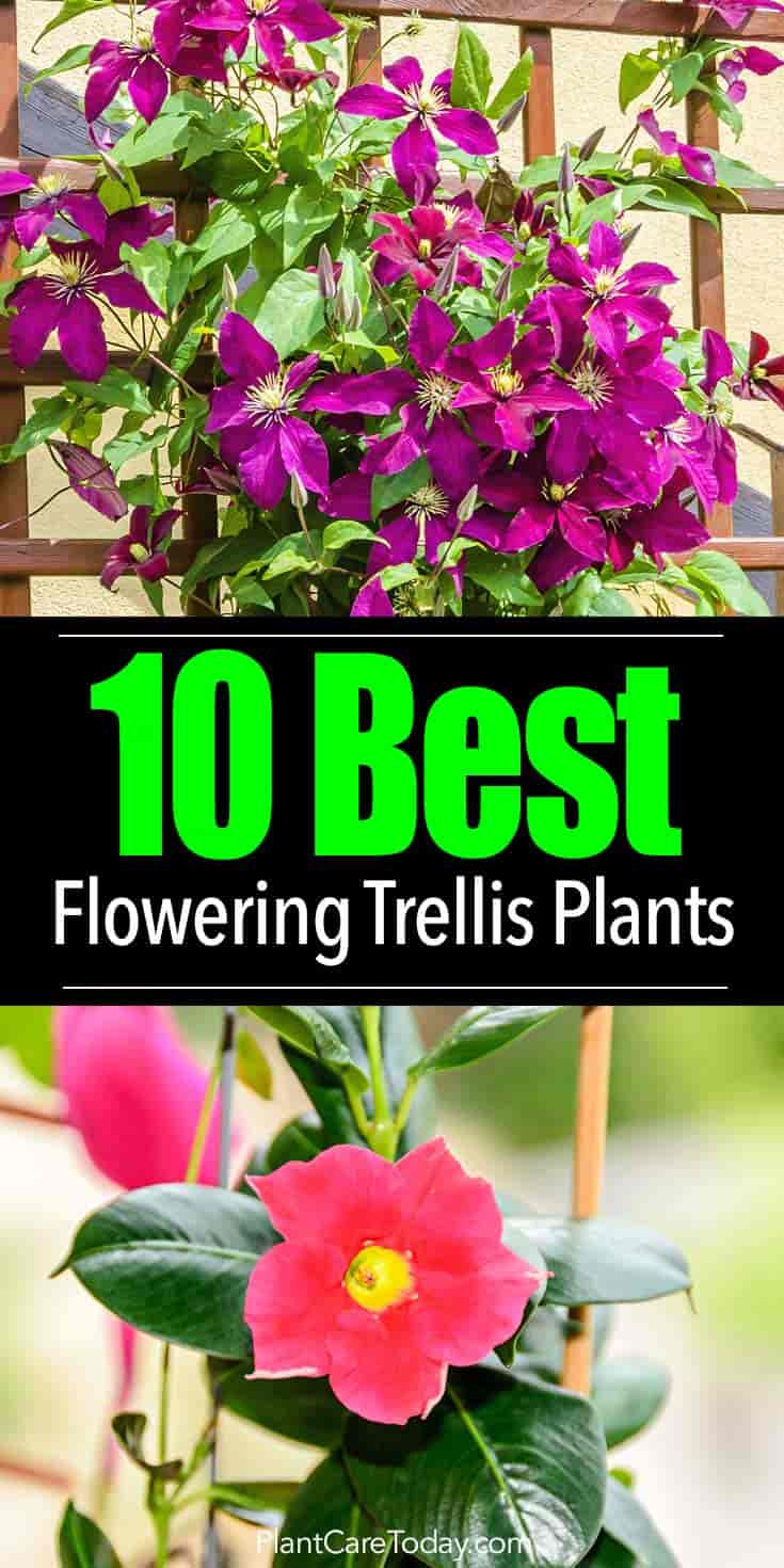 Trellis Plants What Are The 10 Best Climbing Plants For Trellis?