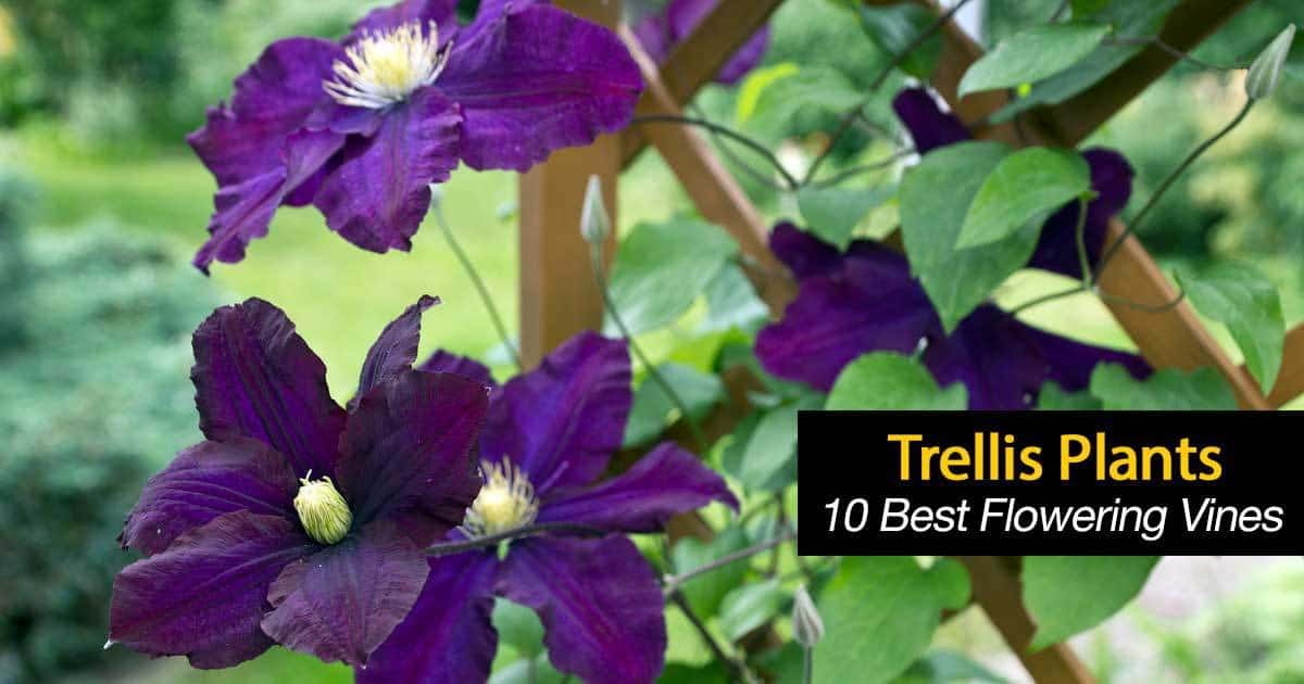 Flowering Vines What Are 10 Of The Best Trellis Plants