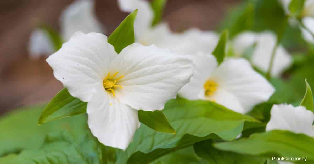 Flowering White Trillium grandiflorum