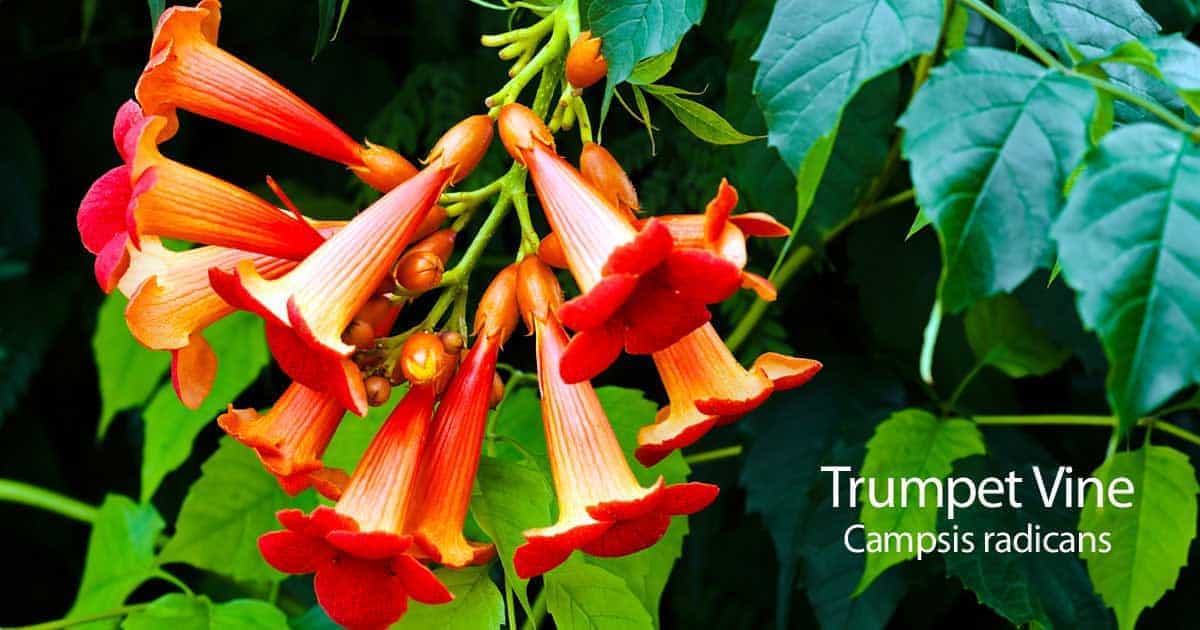 trumpet vine flowers