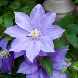 Why Your Clematis Isn’t Thriving (And 11 Ways to Fix It Fast)