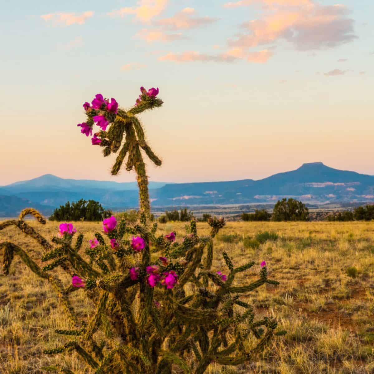 Cactus standing tall in the desert, symbolizing protection