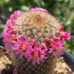 Small sacred Peyote cactus in desert