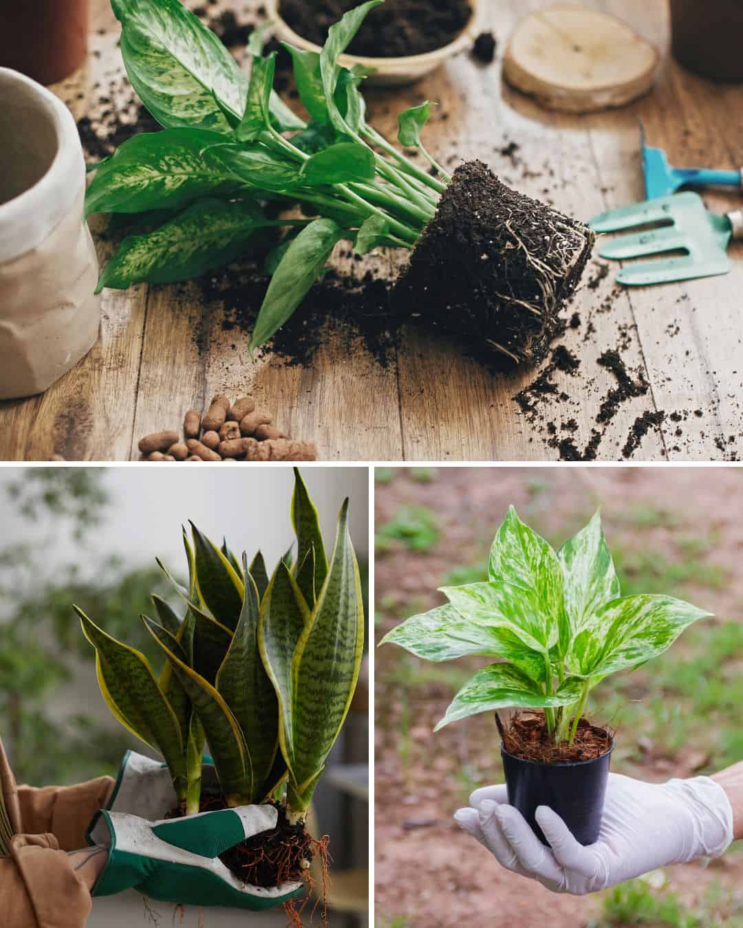 Beware 7 Houseplant Myths You Need To Stop Believing