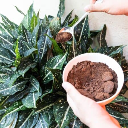 What Plants Do Not Like Coffee Grounds?