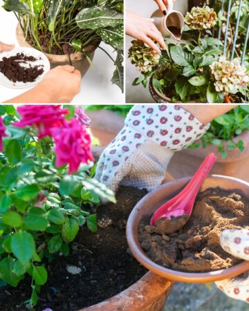 What Plants Do Not Like Coffee Grounds?