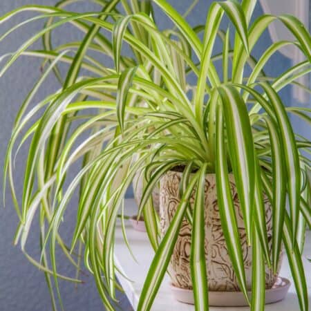 5 Surprising Facts About Spider Plants (Chlorophytum) You Need to Know