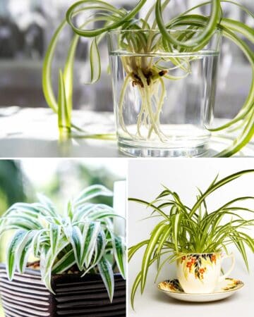 5 Surprising Facts About Spider Plants (Chlorophytum) You Need to Know