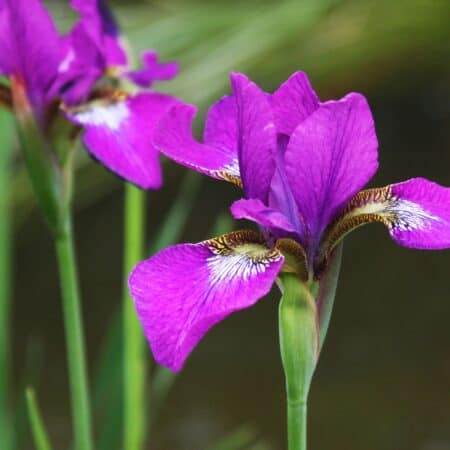7 Surprising Facts About Irises: Nature’s Most Colorful Blooms