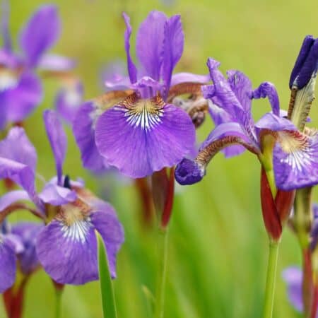 7 Reasons Your Irises Didn't Bloom and How To Fix It For Next Year