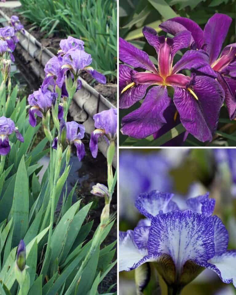7 Reasons Your Irises Didn't Bloom and How To Fix It For Next Year