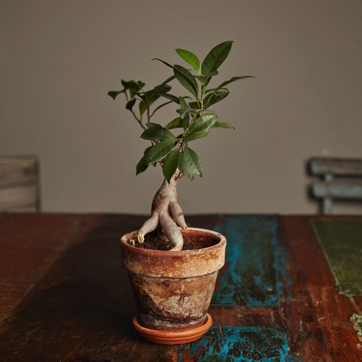 9 Unexpected Uses for Ficus Plants: Hidden Houseplant Talents
