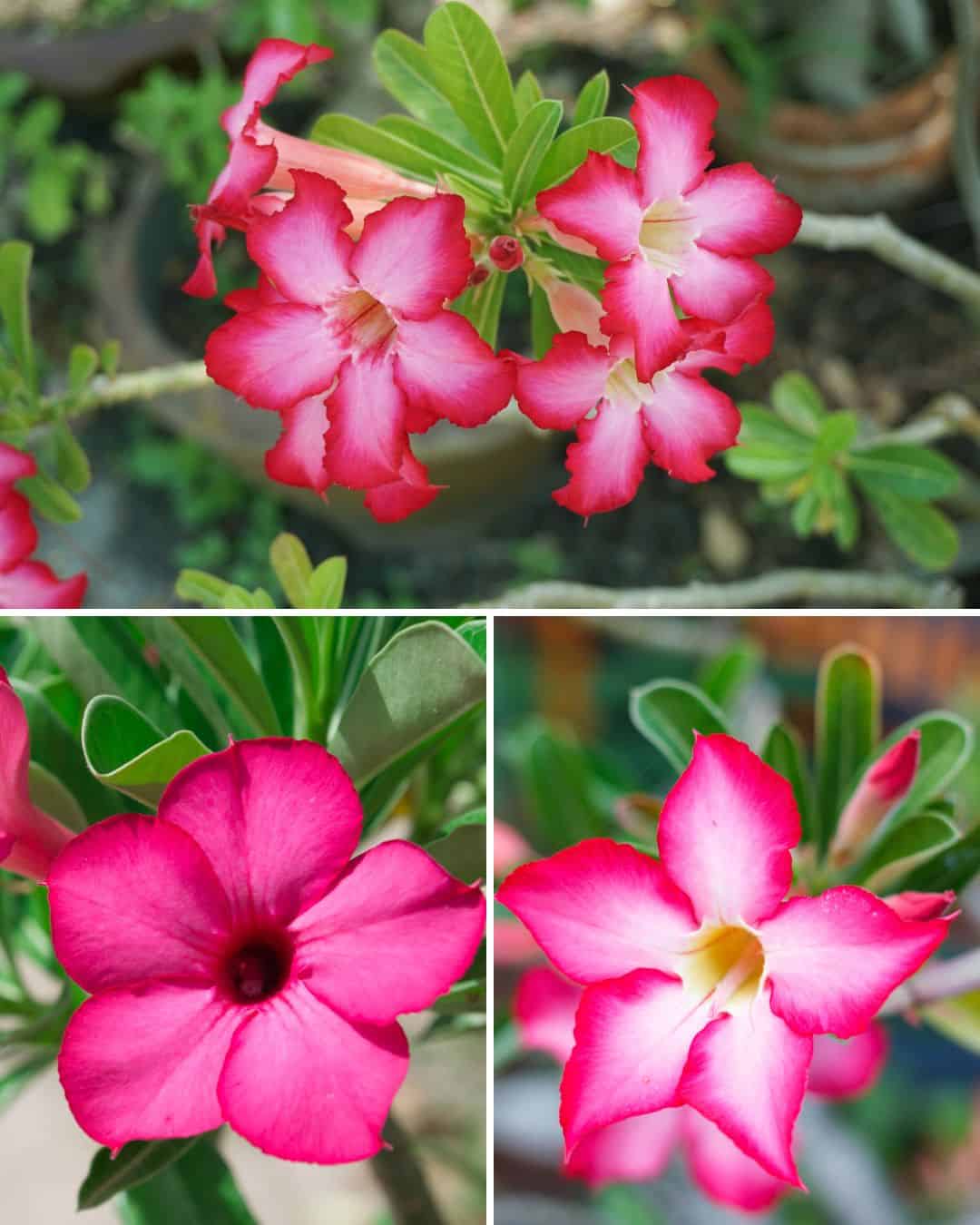 Why Adenium Obesum (Desert Rose), Is a Must-Have: 10 Unique Facts ...