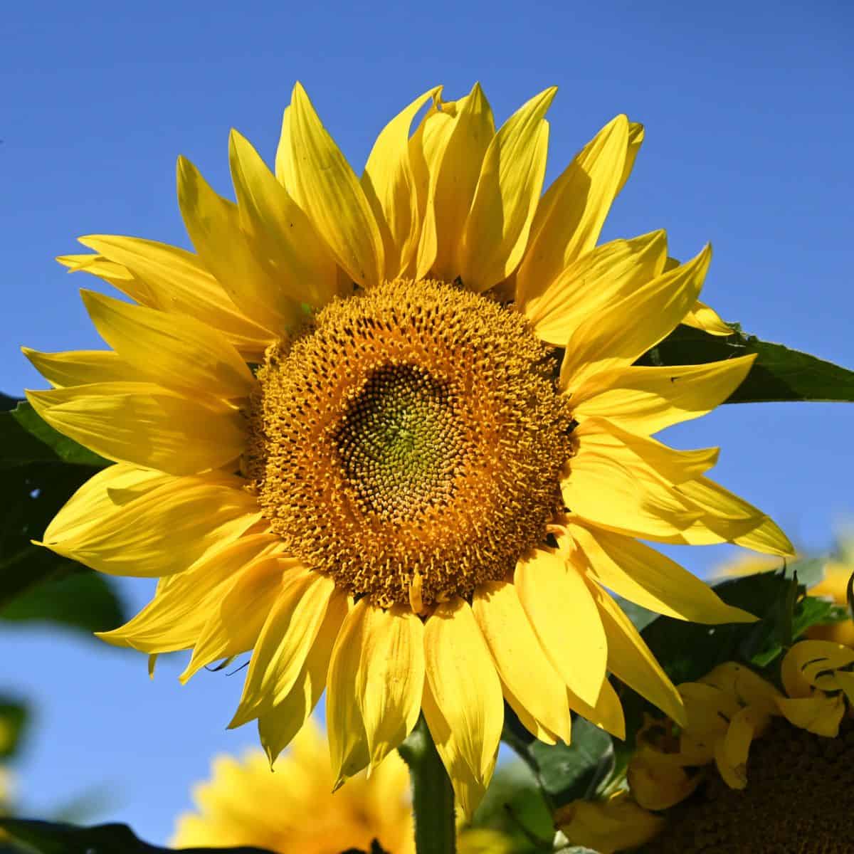 10 Tips for Stunning Sunflower Blooms