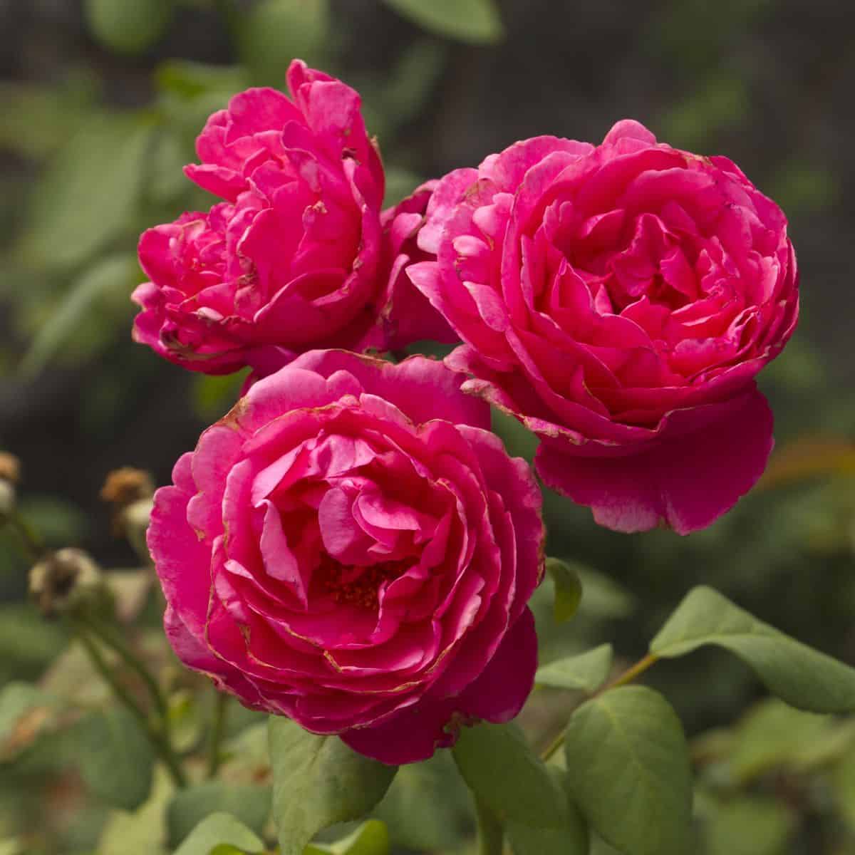 Should You Plant Roses In The Fall? 5 Pros and 5 Cons