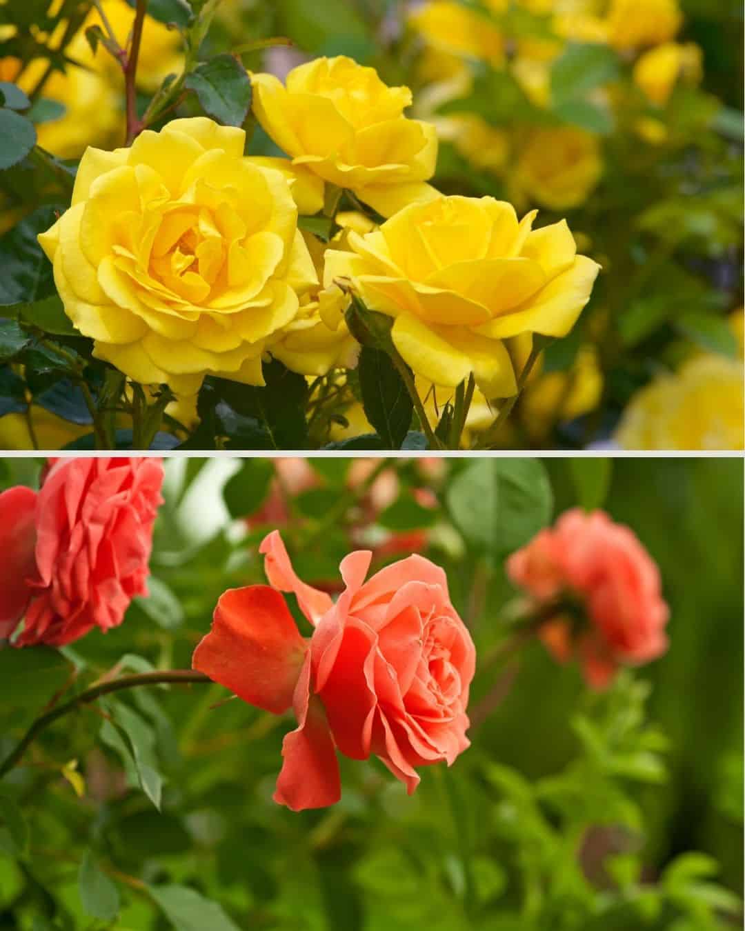 Natural Fall Color Roses Should You Plant Roses In The Fall? 5 Pros and 5 Cons
