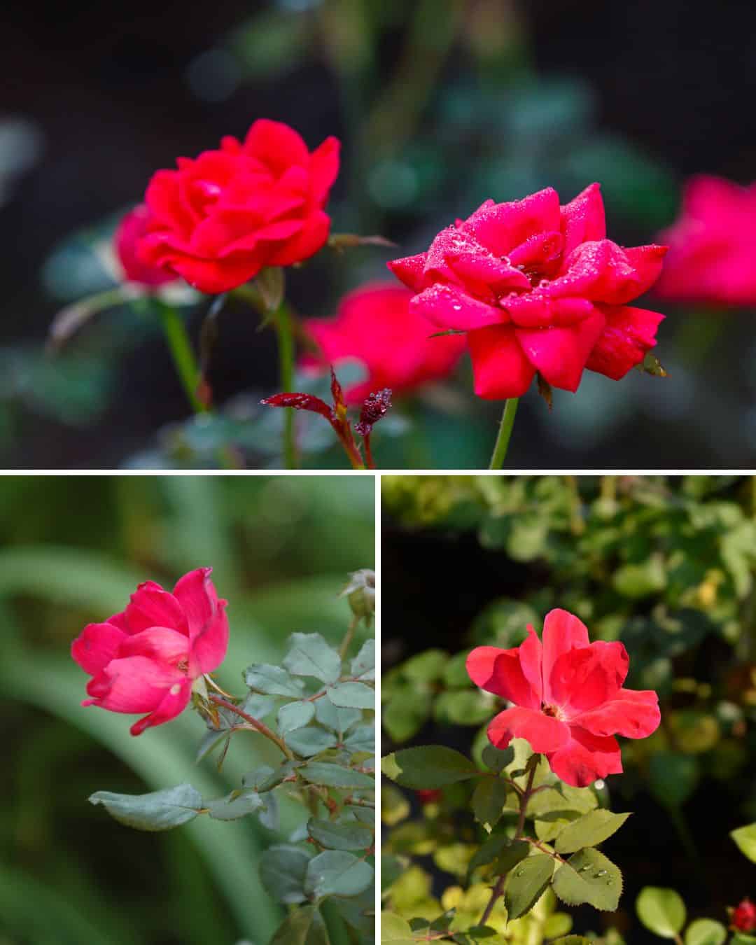 Should You Plant Roses In The Fall? 5 Pros and 5 Cons