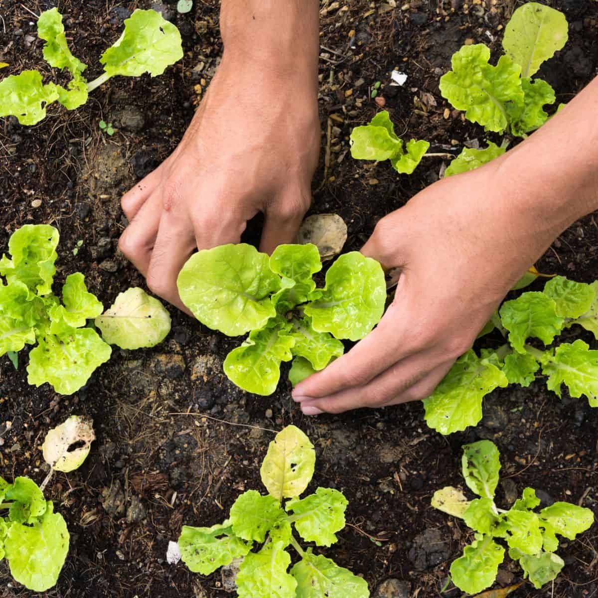15 Top Gardening Hacks To Improve Your Garden