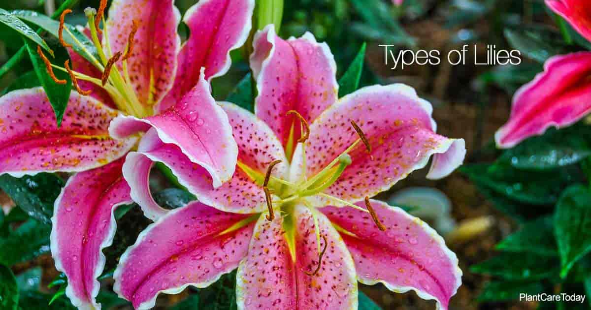 How Many Types Of Lily Flowers Are There