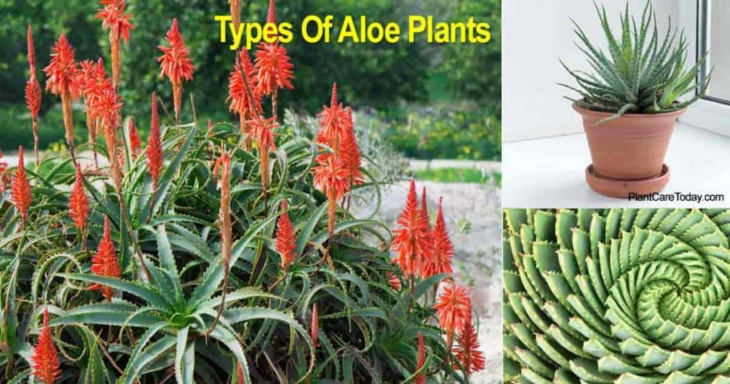 19 Tipos De Plantas De Aloe Con Imágenes 2024 2110