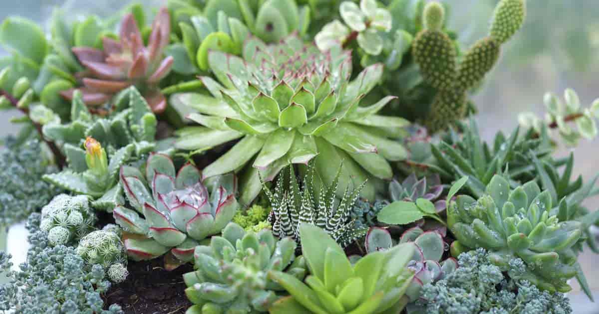 Types Of Succulents Pictures Included Popular Succulent Types