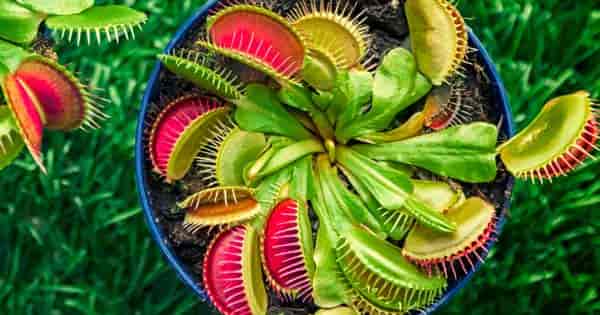 Growing A Venus Fly Trap / Venus Fly Trap Care How To Water Feed Tend This Carnivorous Plant : Venus fly traps go into.