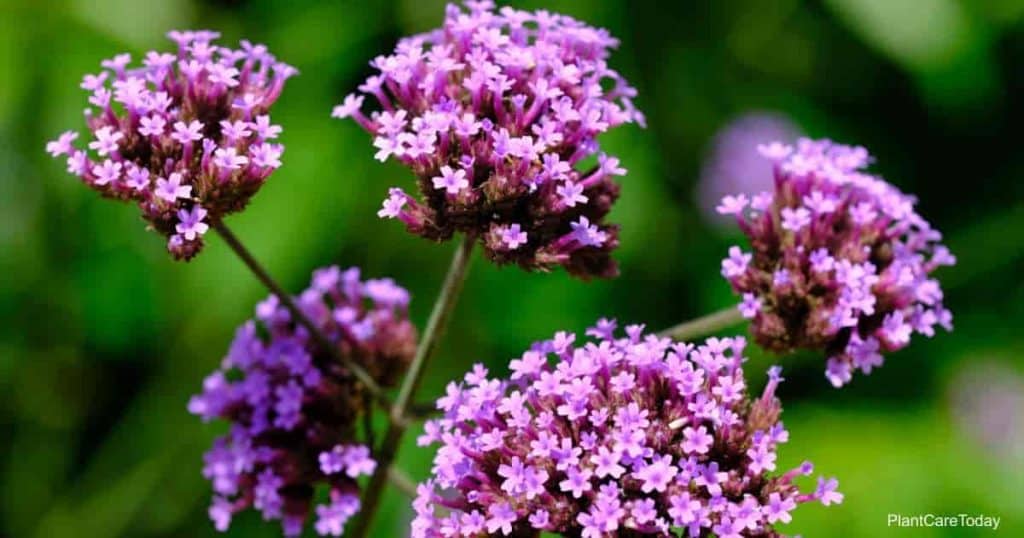 blooms of Verbena Officinalis