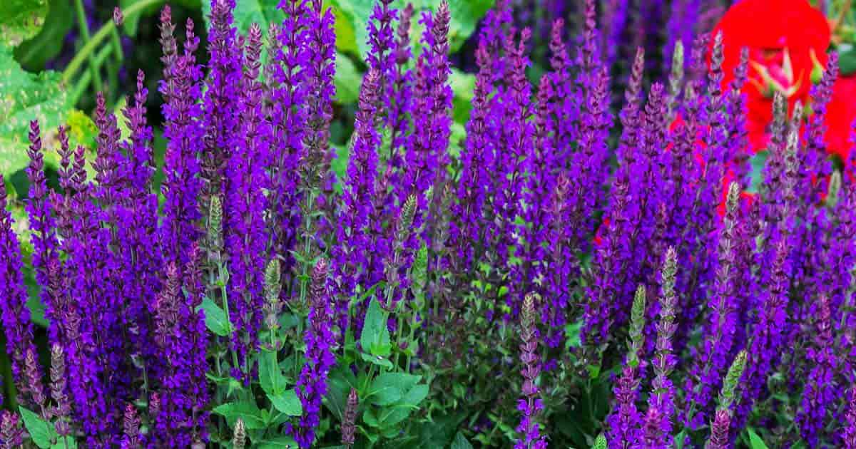 Deep purple flowers of speedwell spicata