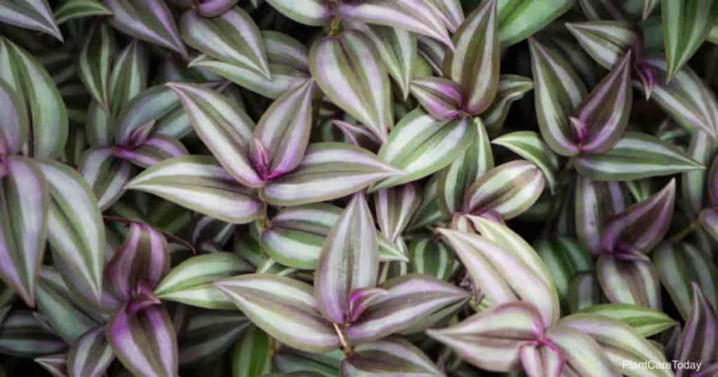 Is The Wandering Jew Plant Poisonous or Toxic? Plant Care