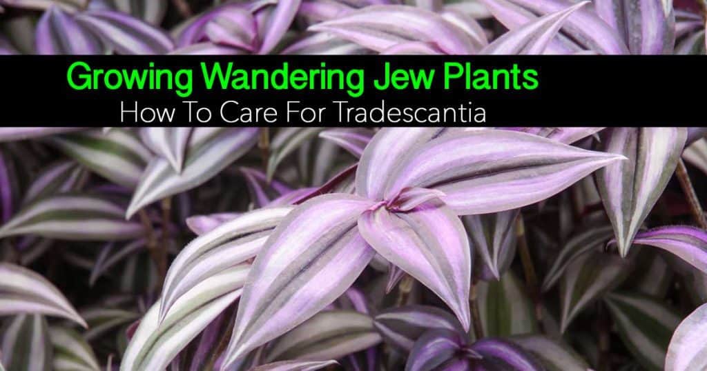 Wandering Jew Care How To Grow The Tradescantia Plant