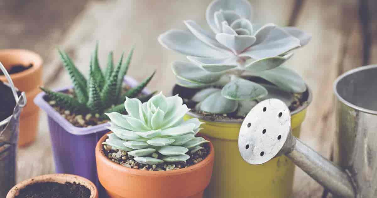 succulents to water with watering can