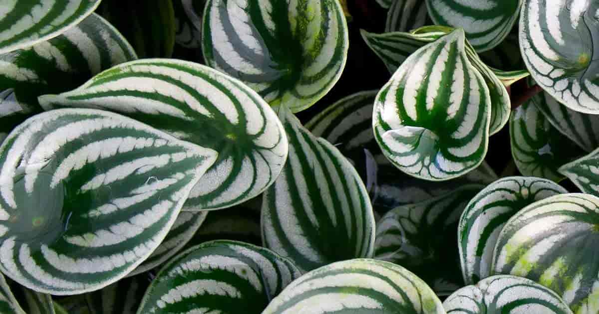 Watermelon Peperomia Care Peperomia Argyreia