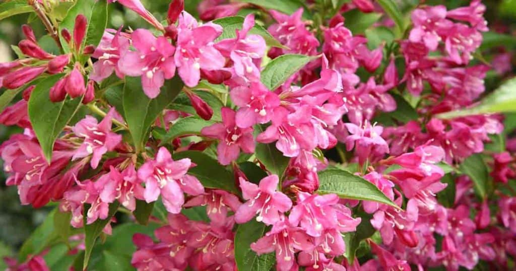 blooming weigela plant