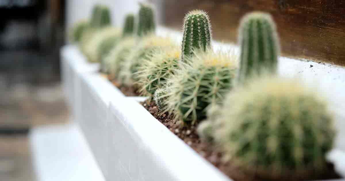 Windowsill Cactus Window Cactus Garden Love Sun Anywhere