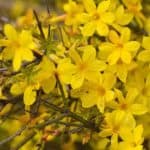 Yellow blooms of Winter Jasmine (Jasminum Nudiflorum)
