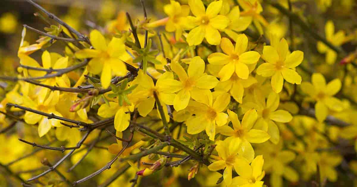 Winter jasmine deals