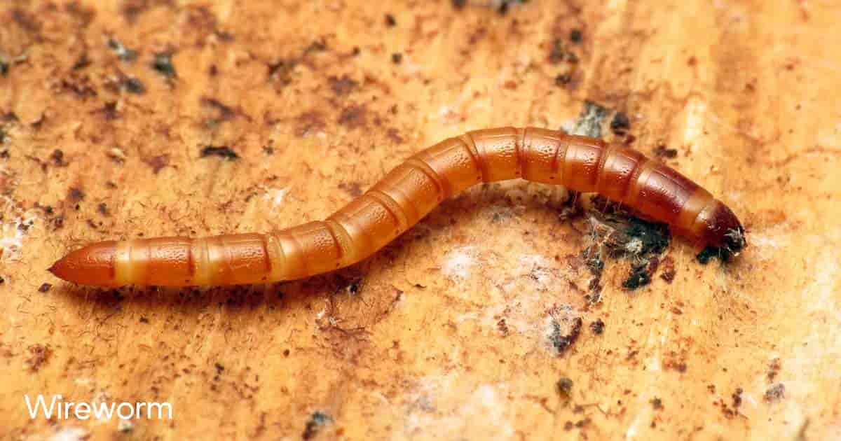 Wireworm