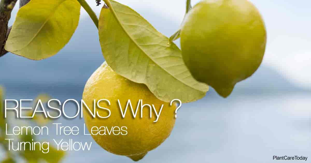 Lemon Tree Leaves Turning Yellow Reasons Why