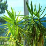 Soft Tip Yucca - Yucca Elephantipes - growing indoors