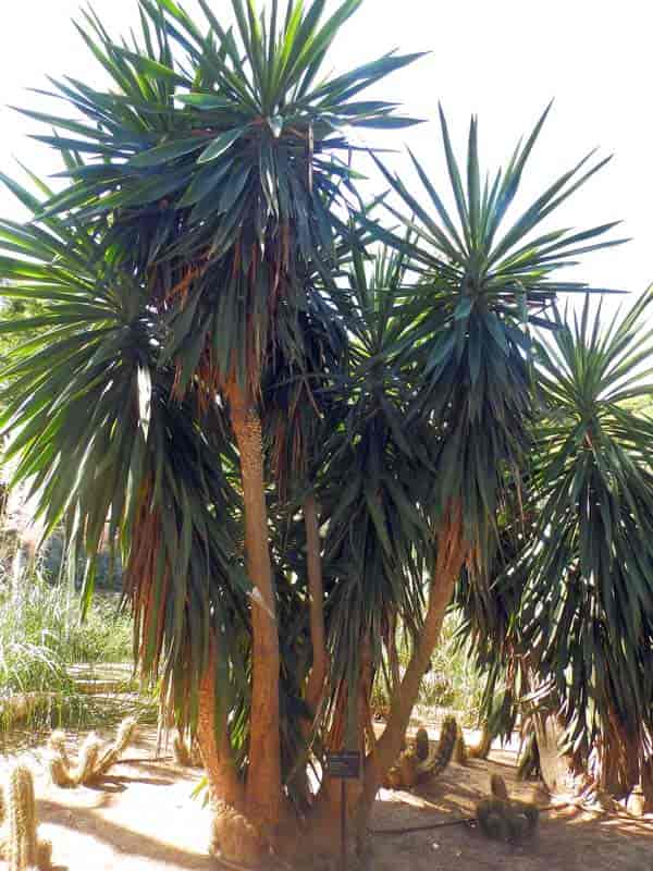 Yucca elephantipes growing at Jardins de Cap Roig April, 2015