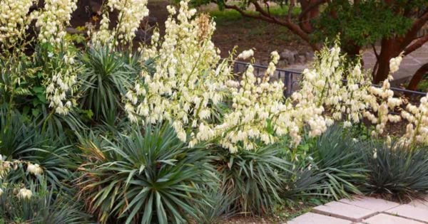 Blooming Adams needle yucca plants