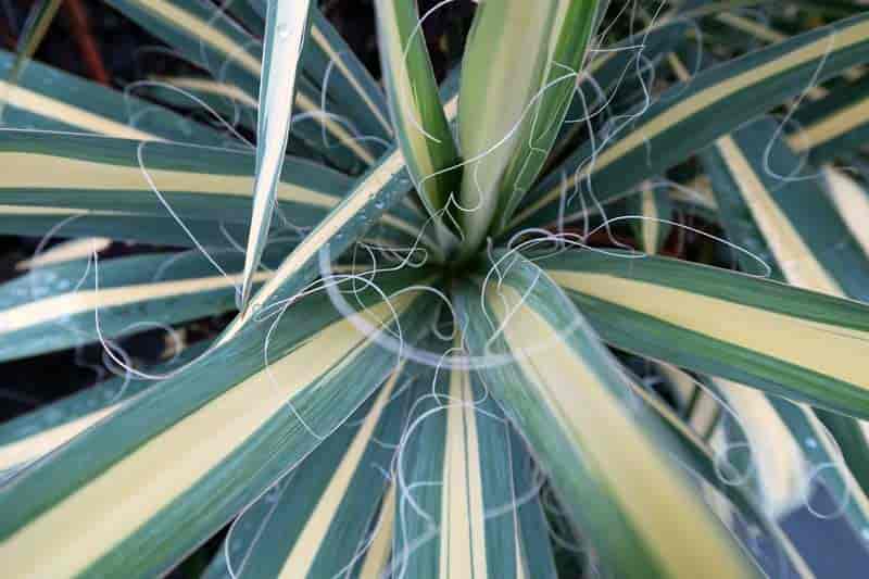 Variegated leaves of Yucca filamentosa 'Color Guard', New York Botanical Garden