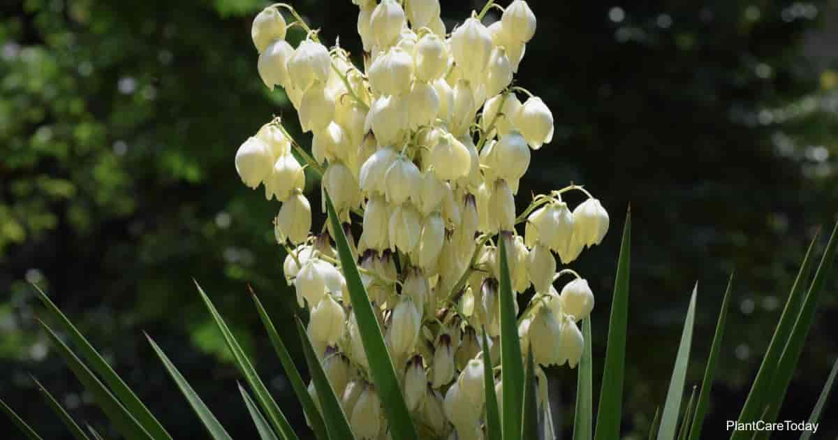 Yucca Elephantipes Flower