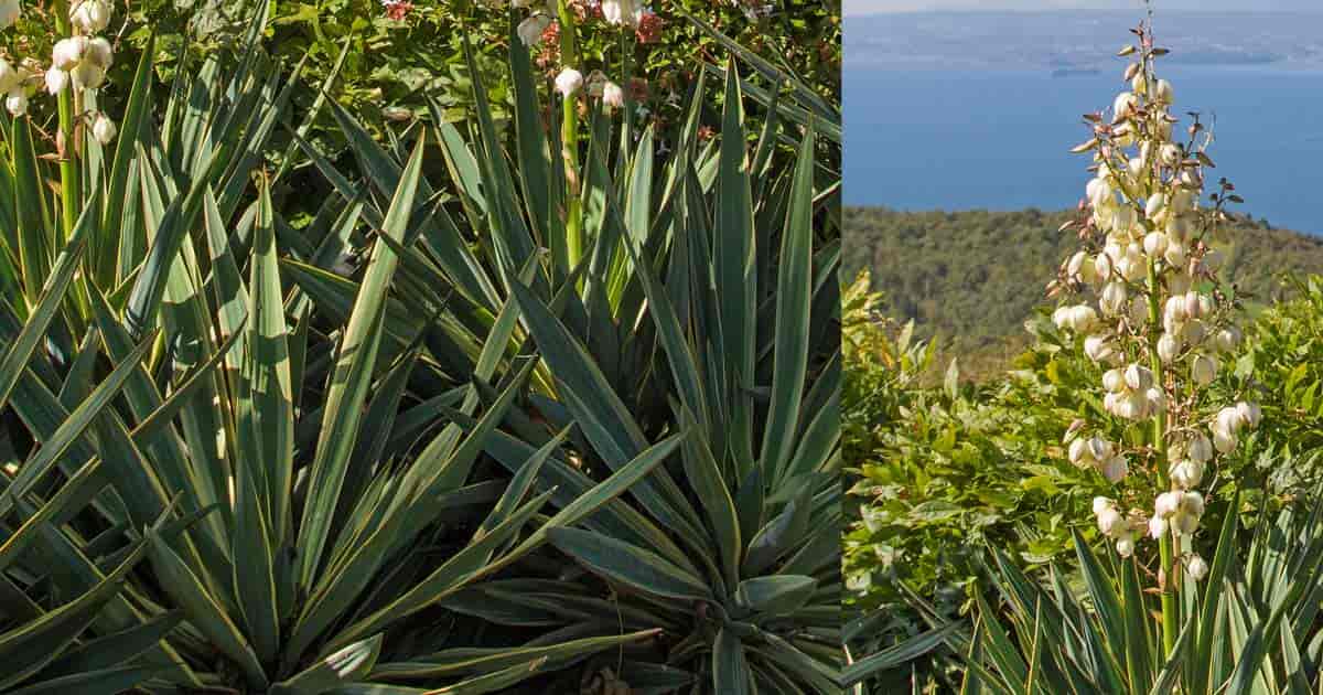 Yucca gloriosa in flower