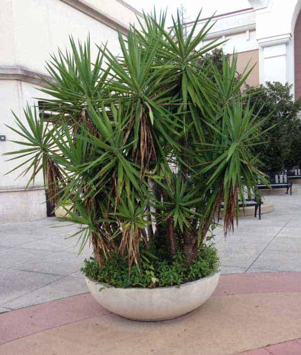 Large yucca plant growing in a low bowl