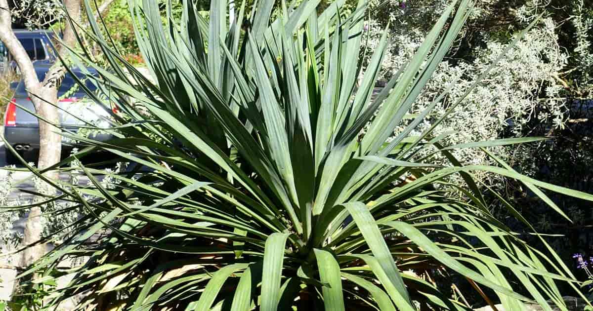 Curve Leaf Yucca